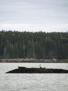 Baby Seal Stretching